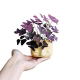 Purple Shamrock Oxalis Plant Live, Indoor Decor Plant, 3.5 Inch Pot