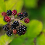 2 Sweet Thornless Boysenberry Plants Live, Garden Plant, 4-6 Inch Tall
