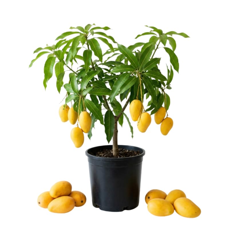 Mango Tree Live Plant, Garden Fruit Tree, 8-10 Inch Tall, 4 Inch Pot