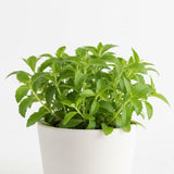 2 Sweet Stevia Plants Live, Outdoor Garden Plant, 4-6 Inch Tall
