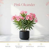 2 Pink Oleander Plants Live, Home Garden Plant, 4-6 Inch Tall