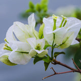 White Bougainvillea Live Plant, Well-Rooted Flower Vine, 4 Inch Tall