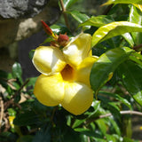 4 Yellow Mandevilla Bushes Live Plants, Tropical Flower Vine, 4-6 Inch Tall