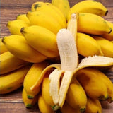 3 Banana Trees Live Plants, Bareroot Fruit Tree, 3-5 Inch Tall