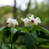 4 White Bleeding Heart Live Plants, Home Garden Plant, 4-6 Inch Tall