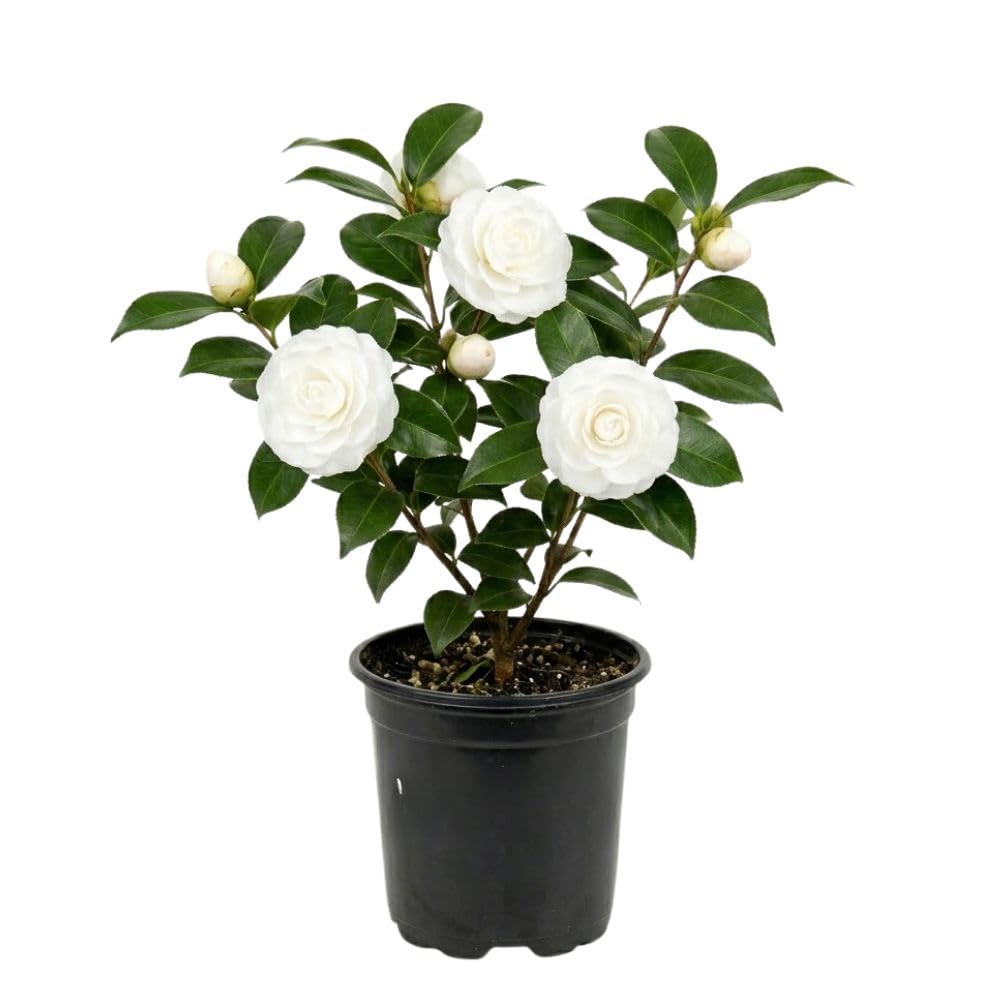 Live White Camellia Plant 8-14" Tall, Camellia Plant in Pot