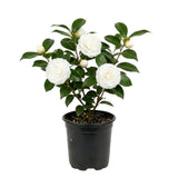 Live White Camellia Plant 8-14" Tall, Camellia Plant in Pot