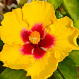 Set of 3 Red Yellow Hardy Hibiscus Live Plant, Hibiscus Plant, 4–6" Tall