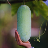 Long Wax Gourd Winter Melon Plant Live, Well-Rooted Vine Plant, 4 Inch Pot