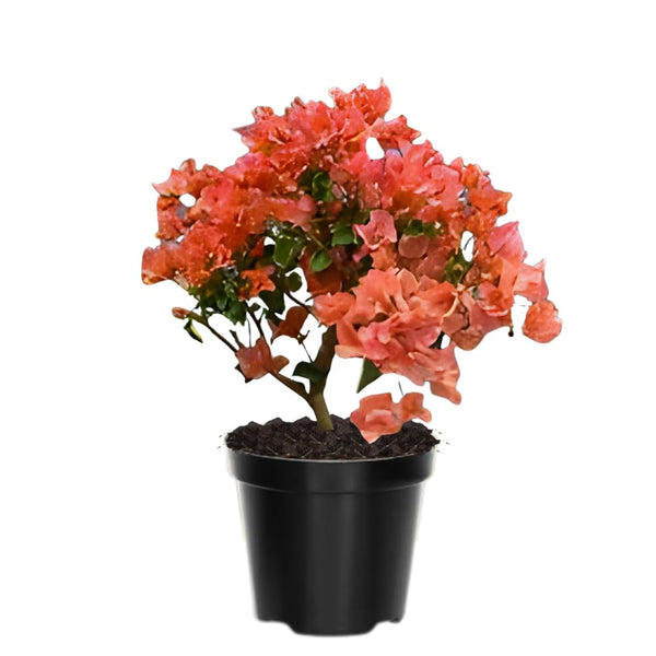 2 Orange Bougainvillea Plants Live, Outdoor Garden Plant, 4-6 Inch Tall
