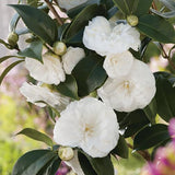 White Camellia Japonica Live Plant, 6-10 Inch Tall, 4 Inch Pot
