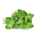 Set 3 Greek Oregano Live Plant 4-6" Tall