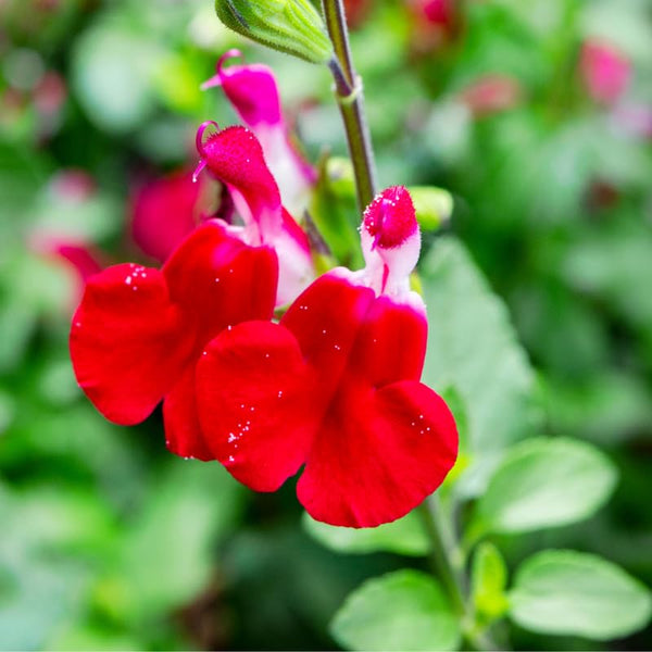 4 Hot Lips Salvia Sage Live Bushes, Well-Rooted Flower Plant, 4-6 Inch Tall