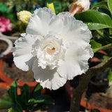 White Desert Rose Live Plant 4-7 Inches, Colorful Adenium Obesum Succulent Plants for Indoor Outdoor, Hardy, Ready to Grow