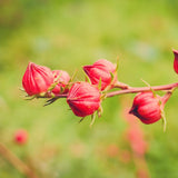 25 Heirloom Red Hibiscus Roselle Seeds, Home Garden Plant