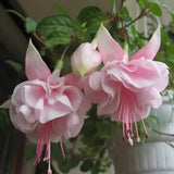 Pink Hardy Fuchsia Live Plant, Flower Plant, 4-8 Inch Tall, 5 Inch Pot