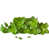 Set 6 Greek Oregano Live Plant 3-5" Tall