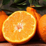 Orange Live Plant, Well-Rooted Citrus Tree, 1-2 Ft Tall, 1 Gallon Pot