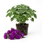 Purple Double Impatiens Live Plant, 5-7 Inch Tall