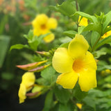 2 Yellow Live Allamanda Plants, 4-7 Inch Tall, Fragrant Fowers for Growing