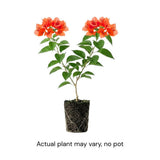 Set 2 Orange Bougainvillea Live Plant 5-7 Inch Tall