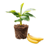 Dwarf Cavendish Banana Tree Live Plant, Home Garden Plant, 4-6 Inch Tall