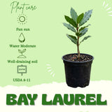 Bay Leaf Live Plant, Starter Plant, 3-5 Inch Tall