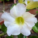 White Desert Rose Live Plant, Home Garden Plant, 4-6 Inch Tall