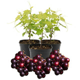 3 Random Grape Vine Plants Live, Fruit Vine, 3-5 Inch Tall