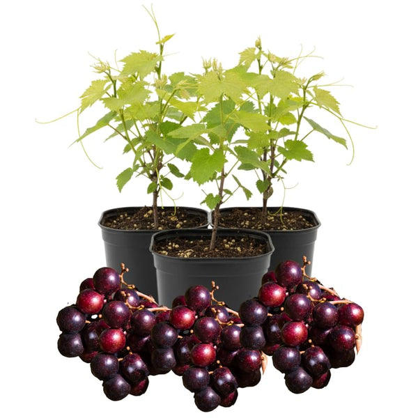 3 Random Grape Vine Plants Live, Fruit Vine, 3-5 Inch Tall
