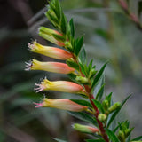 2 Red Live Cuphea Plants, Garden Plant, 4-6 Inch Tall