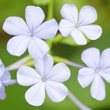 2 White Plumbago Live Plants, Well-Rooted Starter Plant, 4-6 Inch Tall