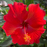 4 Full Red Hibiscus Live Plants, Flowering Shrub, 4-8 Inch Tall