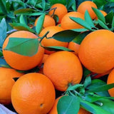 Orange Live Plant, Well-Rooted Citrus Tree, 1-2 Ft Tall, 1 Gallon Pot