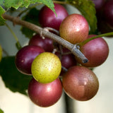 3 Black Grape Vine Plants Live, Backyard Orchard Vine, 3-5 Inch Tall
