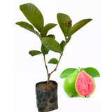 2 Pink Guava Live Plants, 6 Months Old 4-6 Inches Tall, Sweet Tropical Guava Fruit Tree, Cold Hardy, No Pot