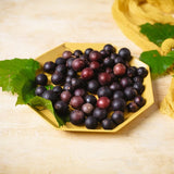3 Muscadine Grape Plants Live for Planting, Starter Plants, 3-5" Tall, No Pot, Cold Hardy, Tree Grape Vines Fruit for Spring Growing (Southern)
