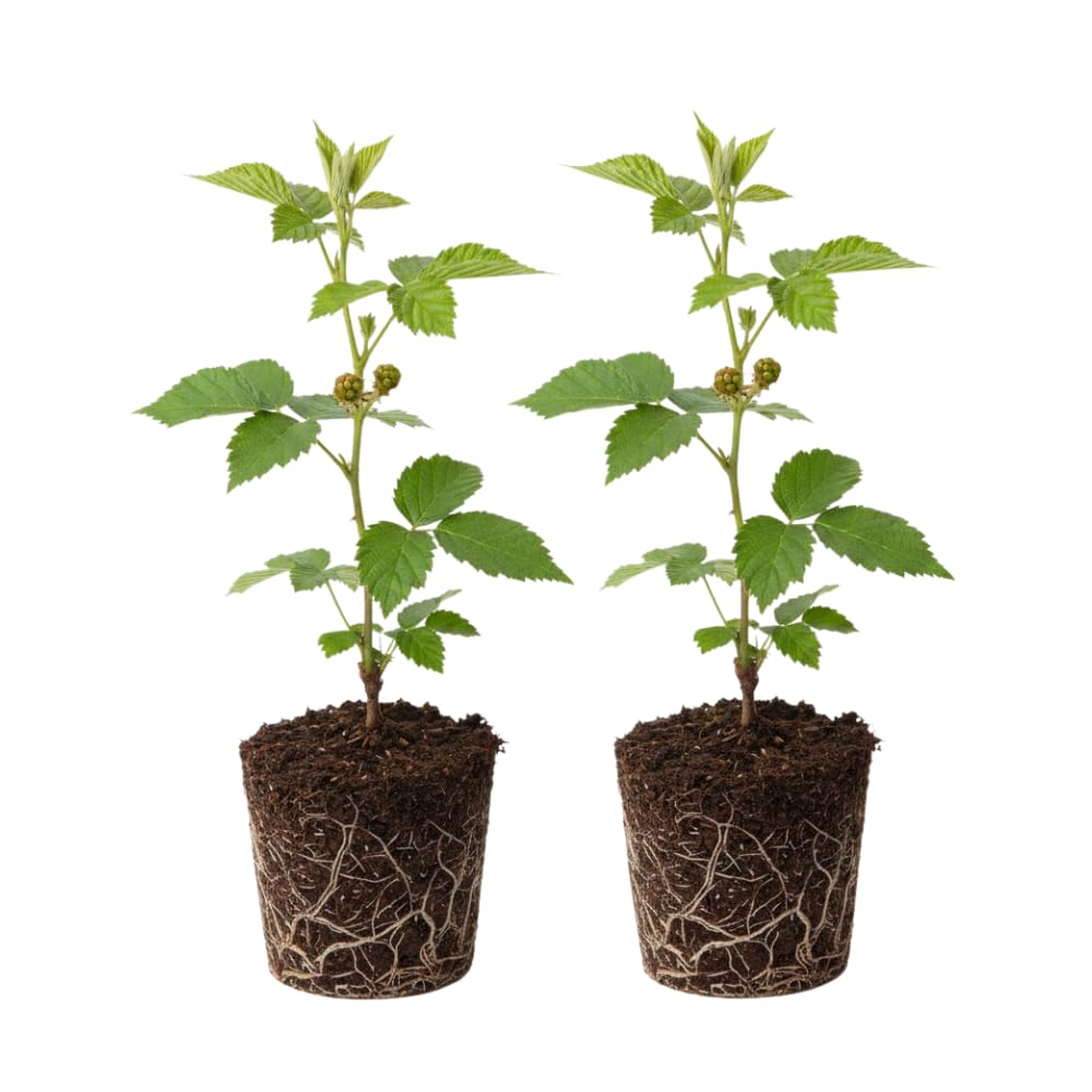 2 Osage Black Berry Plants, Blackberries Bush, 4-6 Inch Tall