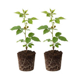 2 Osage Black Berry Plants, Blackberries Bush, 4-6 Inch Tall