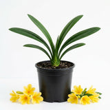 Yellow Clivia Live Plant, Indoor Plant, 6 Inch Pot