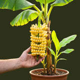 3 Truly Tiny Banana Trees Live Plants, Starter Plant, 3-5 Inch Tall