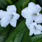 6 White Mexican Petunia Live Plants, Hardy Perennial Flowers, 4-6 Inch Tall