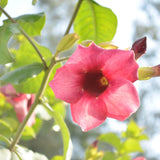 4 Red Allamanda Live Plants, Well-Rooted Starter Plant, 4-7 Inch Tall