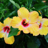 4 Yellow Hibiscus Live Plants, Outdoor Garden Flower Plant, 4-8 Inch Tall