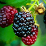 3 BlackBerry Plants Live, Perennial Berry Bush, 3-7 Inch Tall
