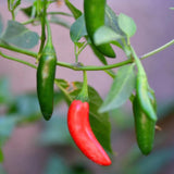 Green Serrano Pepper Live Plant, Chili Plant, 4-7 Inch Tall, 4 Inch Pot