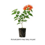 Set 2 Sundown Orange Bougainvillea Live Plant 5-7 Inch Tall