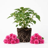 Pink Double Impatiens Live Plant, 5-7 Inch Tall