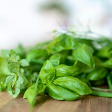 2 Holy Basil Plants Live, 3-6 Inches Tall