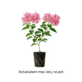 Set 2 Light Pink Bougainvillea Live Plant 5-7 Inch Tall
